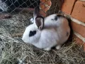 продавам зайци - различни породи и възрасти, снимка 13