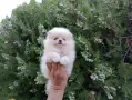 Померани. Мъжки и женски кученца , снимка 8