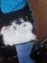  Ръчно изработен 3D плюшен аксесоар с магнити за преместване и отстраняване  при пране на облеклото., снимка 3