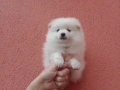 Мъжки бял Померан. Реални снимки от 01.02.26 г., снимка 3