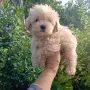 Малтипу♥️♥️Момичета, снимка 1