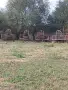 Повдигнати боксове фиксатори за свине майки , снимка 2