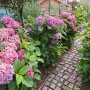 Хортензия розова , снимка 1 - Градински цветя и растения - 40365587