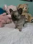 чихуахуа момиченце, снимка 3