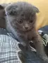Шотландска клепоуха котка, снимка 9