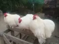 мини кохин петлета , снимка 2