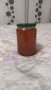 Билков Пчелен мед .Реколта 2023 г., снимка 1 - Пчелни продукти - 35143344