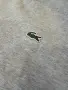 Мъжка!Lacoste Crewneck Logo размер ХЛ, снимка 3