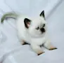 Шотландско колорпойнт момиче. , снимка 4