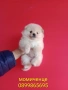 Мъжки и женски Померани. Реални снимки от 12.01.26 г. , снимка 12