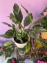 Стайни растения за дома и офиса , снимка 11