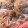 Мини пуделчета, момче и момиче!, снимка 6