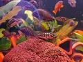 Рибки Julidochromis transcriptus, снимка 2
