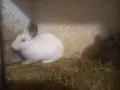  декоративни мини зайчета, снимка 2