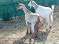 свободни 6 кози + 2 ярета , снимка 1