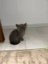 🐱 Продават се 3 прекрасни котета 🐱, снимка 4