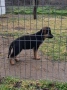 Развъдник за немски овчарки , снимка 7