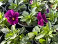 ❤️🌿🌸 Мини теменужки микс (Viola Superba Mini), снимка 10
