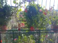 Сакъзче,бордо,розаво и др.видове мушкато.Много богато, снимка 2