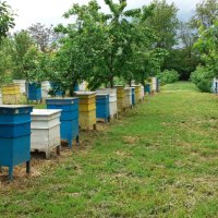 Пчеле мед от регистринан пчелин, снимка 6 - Пчелни продукти - 41851402