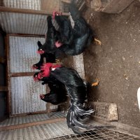 Продавам разплодни яйца от черен легхорн , снимка 2 - Кокошки и пуйки - 39577471