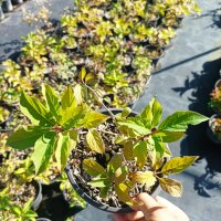 Хортензия Розовата Лейди за супер слънце, Hydrangea Paniculata 'Pink Lady', снимка 7 - Градински цветя и растения - 42656245