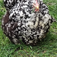 Разплодни яйца от Кохин стандарт , снимка 7 - Кокошки и пуйки - 44788818