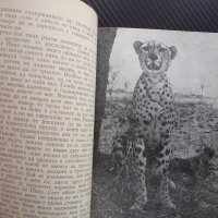 Зовът на Пипа - Джой Адамсън гепарди Африка диво хищници    , снимка 2 - Други - 38989000
