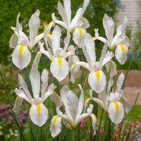 Ирис Dutch White , снимка 1 - Градински цветя и растения - 44406745