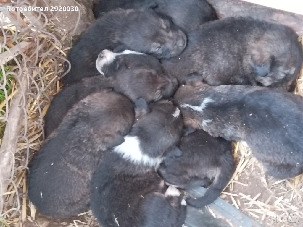 Кученца каракачани, снимка 1