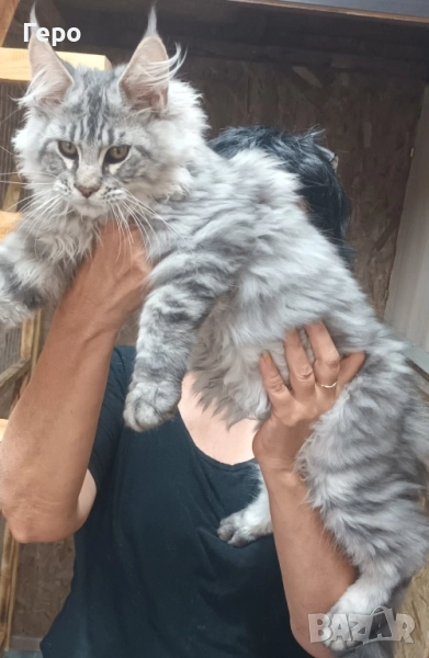 Мейн Куун , снимка 1