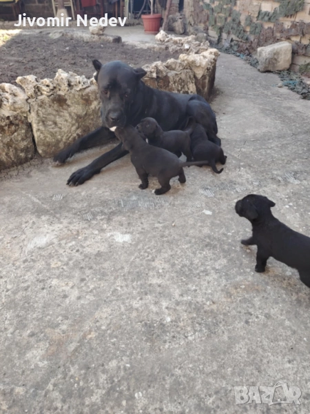 Чистокръвни кученца Кане корсо, снимка 1