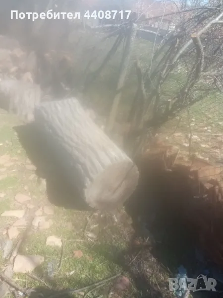 Орех, снимка 1