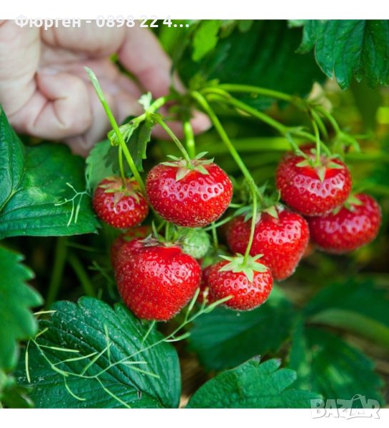 Ягоди - Разсад, снимка 1
