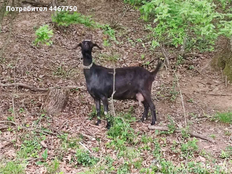 Продавам заплодени кози - Изгодно, снимка 1