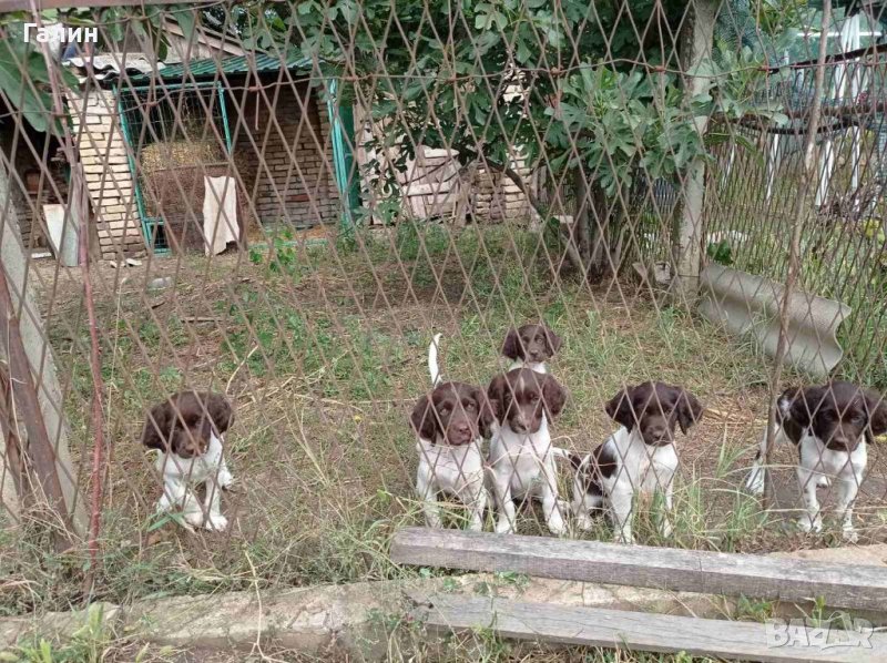 Мюстерландери,малък мюстерландер, снимка 1