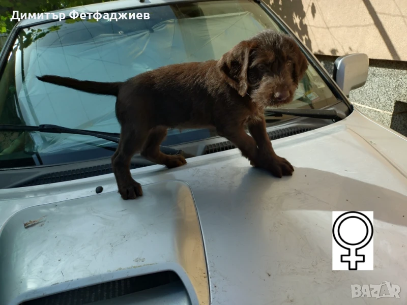 Дратхаарчета от Митьо, снимка 1