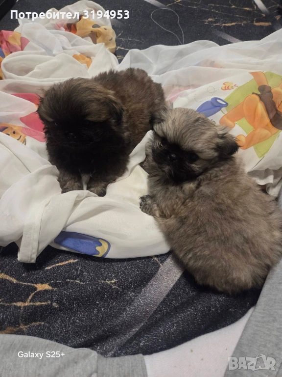 Пекинез, снимка 1