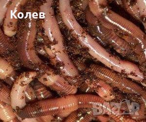 Продавам Калифорнийски червеи (Дендробен) за стръв и компостиране, снимка 1