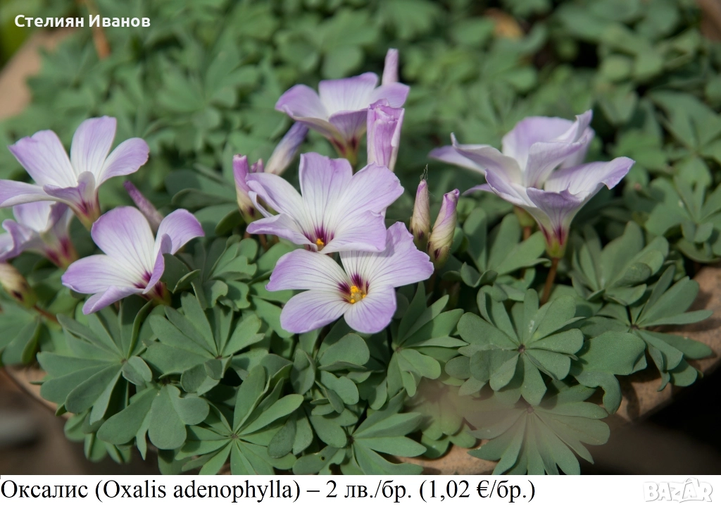 Оксалис (Oxalis adenophylla) – луковици, снимка 1