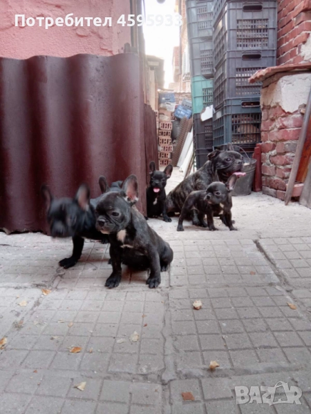 Френски булдог , снимка 1