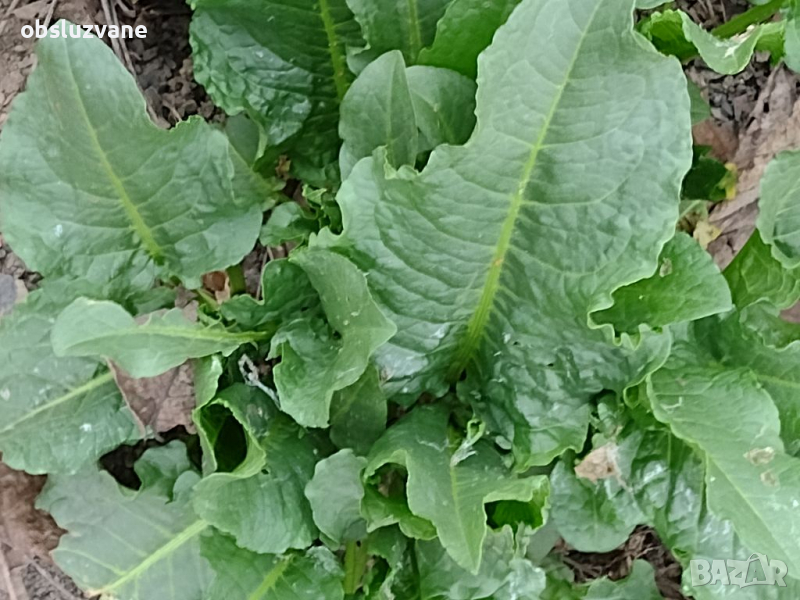 Свеж лапад/щавляк 💥, снимка 1