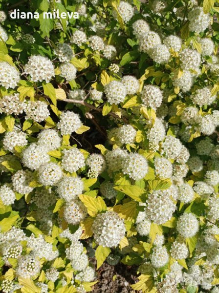 Физокарпус жълт, Physocarpus opulifolius ‘Dart’s Gold’, снимка 1