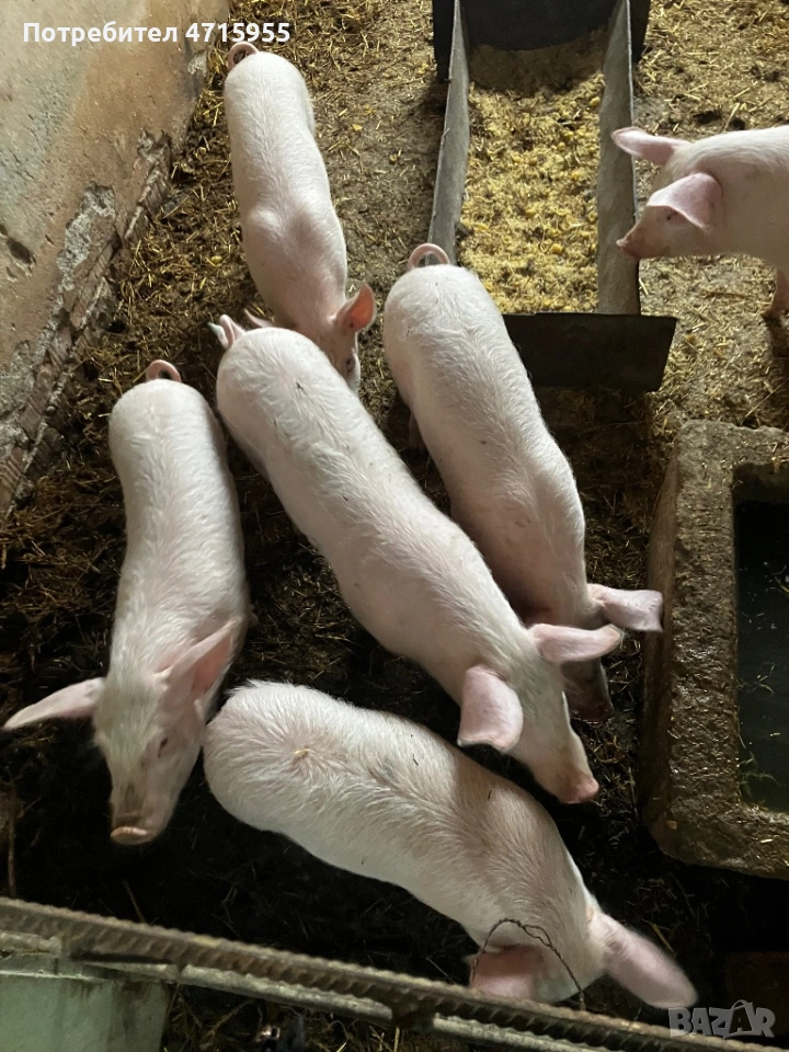 Продавам  малки прасета, снимка 1