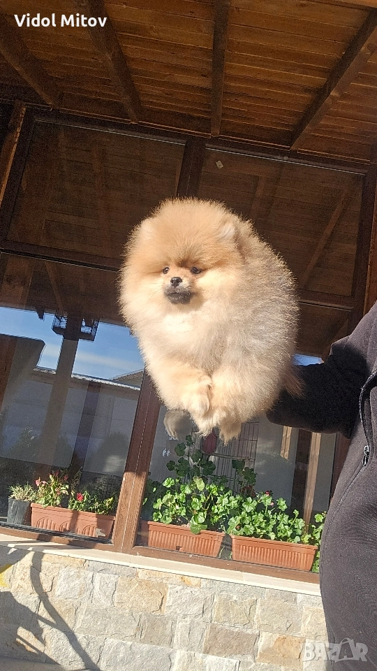 Мини Померан , снимка 1
