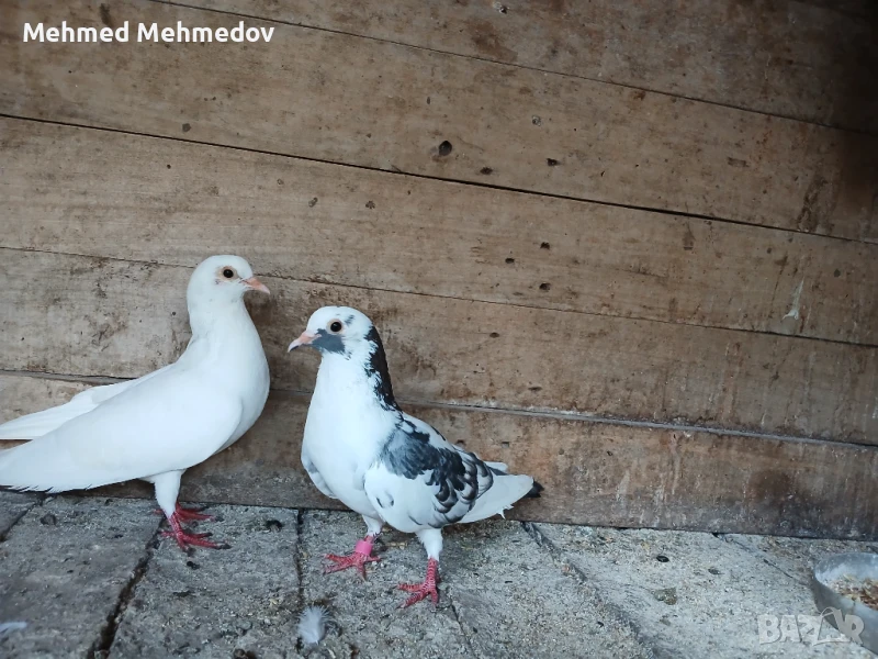 Млади кръстоски феникс и чифт смеячи, снимка 1