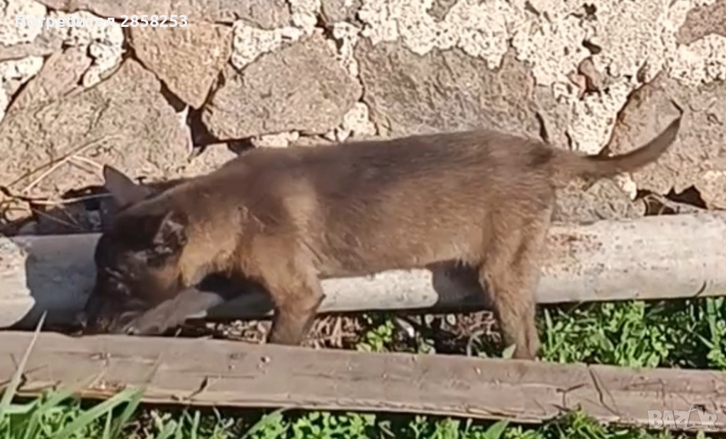 Женска малиноа , снимка 1