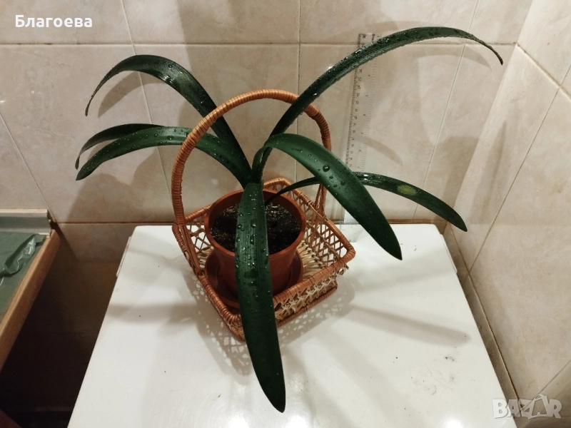 Кливия оранжева с кошничка , снимка 1