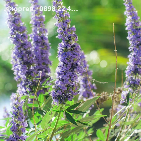 Дърво на целомъдрието (Vitex agnus castus) АВРАМОВО ДЪРВО, ВИТЕКС АГНУС КАСТУС, снимка 11 - Разсади - 46564154