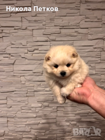 Померанчета, снимка 2 - Померан - 52997235